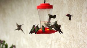 Preview wallpaper birds, feeders, drinkers, hummingbirds