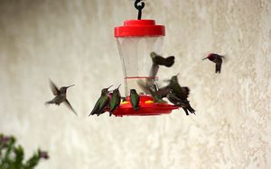 Preview wallpaper birds, feeders, drinkers, hummingbirds