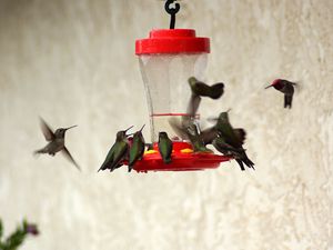 Preview wallpaper birds, feeders, drinkers, hummingbirds