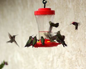 Preview wallpaper birds, feeders, drinkers, hummingbirds