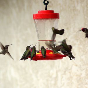 Preview wallpaper birds, feeders, drinkers, hummingbirds