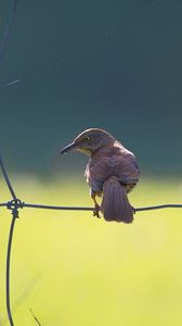 Preview wallpaper birds, fence, sitting, color, light