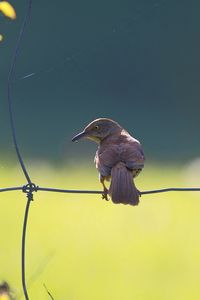 Preview wallpaper birds, fence, sitting, color, light