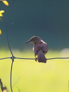 Preview wallpaper birds, fence, sitting, color, light