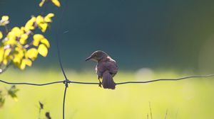 Preview wallpaper birds, fence, sitting, color, light