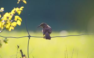 Preview wallpaper birds, fence, sitting, color, light