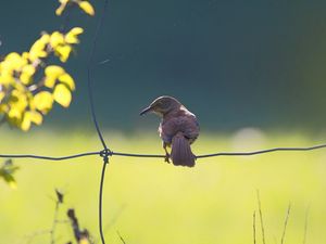 Preview wallpaper birds, fence, sitting, color, light