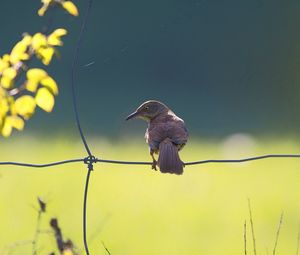 Preview wallpaper birds, fence, sitting, color, light