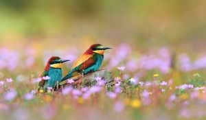 Preview wallpaper birds, field, grass, flowers, blur