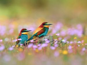 Preview wallpaper birds, field, grass, flowers, blur