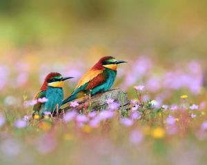 Preview wallpaper birds, field, grass, flowers, blur