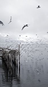 Preview wallpaper birds, flight, pier, ruins