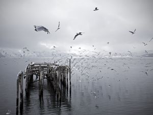 Preview wallpaper birds, flight, pier, ruins