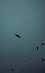 Preview wallpaper birds, flight, silhouette, wires, darkness