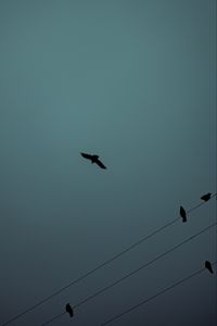 Preview wallpaper birds, flight, silhouette, wires, darkness