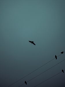 Preview wallpaper birds, flight, silhouette, wires, darkness