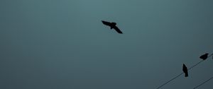 Preview wallpaper birds, flight, silhouette, wires, darkness