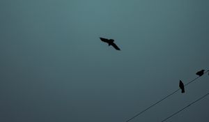 Preview wallpaper birds, flight, silhouette, wires, darkness