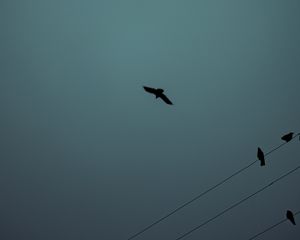 Preview wallpaper birds, flight, silhouette, wires, darkness