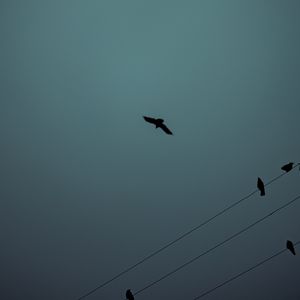 Preview wallpaper birds, flight, silhouette, wires, darkness