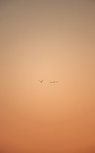 Preview wallpaper birds, flight, sky, minimalism