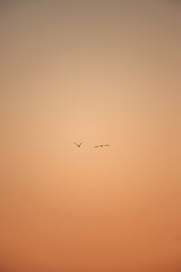 Preview wallpaper birds, flight, sky, minimalism