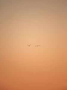 Preview wallpaper birds, flight, sky, minimalism