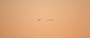 Preview wallpaper birds, flight, sky, minimalism