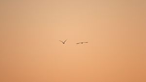 Preview wallpaper birds, flight, sky, minimalism