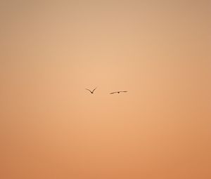Preview wallpaper birds, flight, sky, minimalism