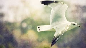 Preview wallpaper birds, flight, sky, blurred, wings