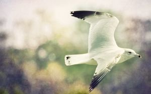 Preview wallpaper birds, flight, sky, blurred, wings