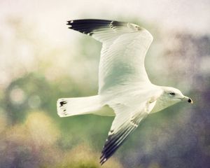 Preview wallpaper birds, flight, sky, blurred, wings