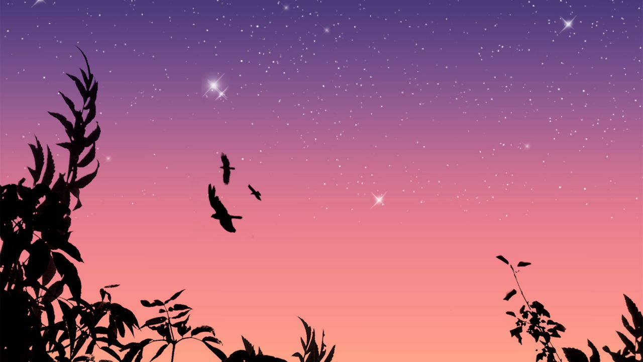 Wallpaper birds, flight, stars