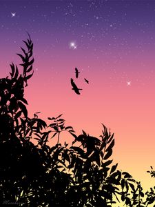 Preview wallpaper birds, flight, stars