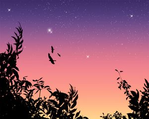 Preview wallpaper birds, flight, stars