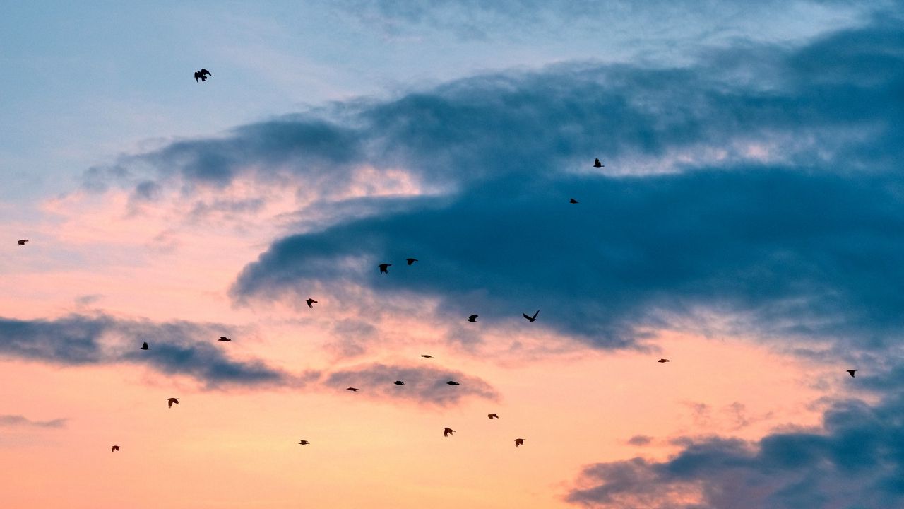 Wallpaper birds, flight, sunset, clouds