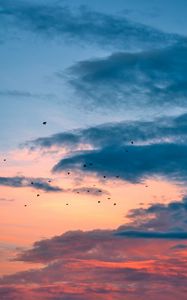 Preview wallpaper birds, flight, sunset, clouds