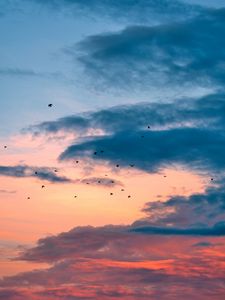 Preview wallpaper birds, flight, sunset, clouds