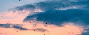 Preview wallpaper birds, flight, sunset, clouds