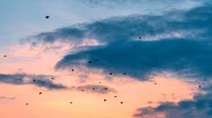 Preview wallpaper birds, flight, sunset, clouds