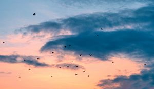 Preview wallpaper birds, flight, sunset, clouds