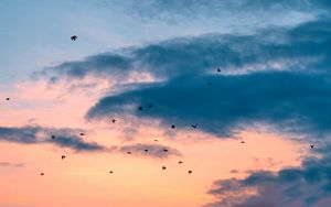 Preview wallpaper birds, flight, sunset, clouds