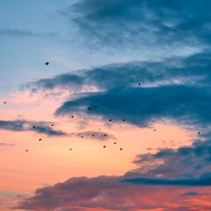 Preview wallpaper birds, flight, sunset, clouds