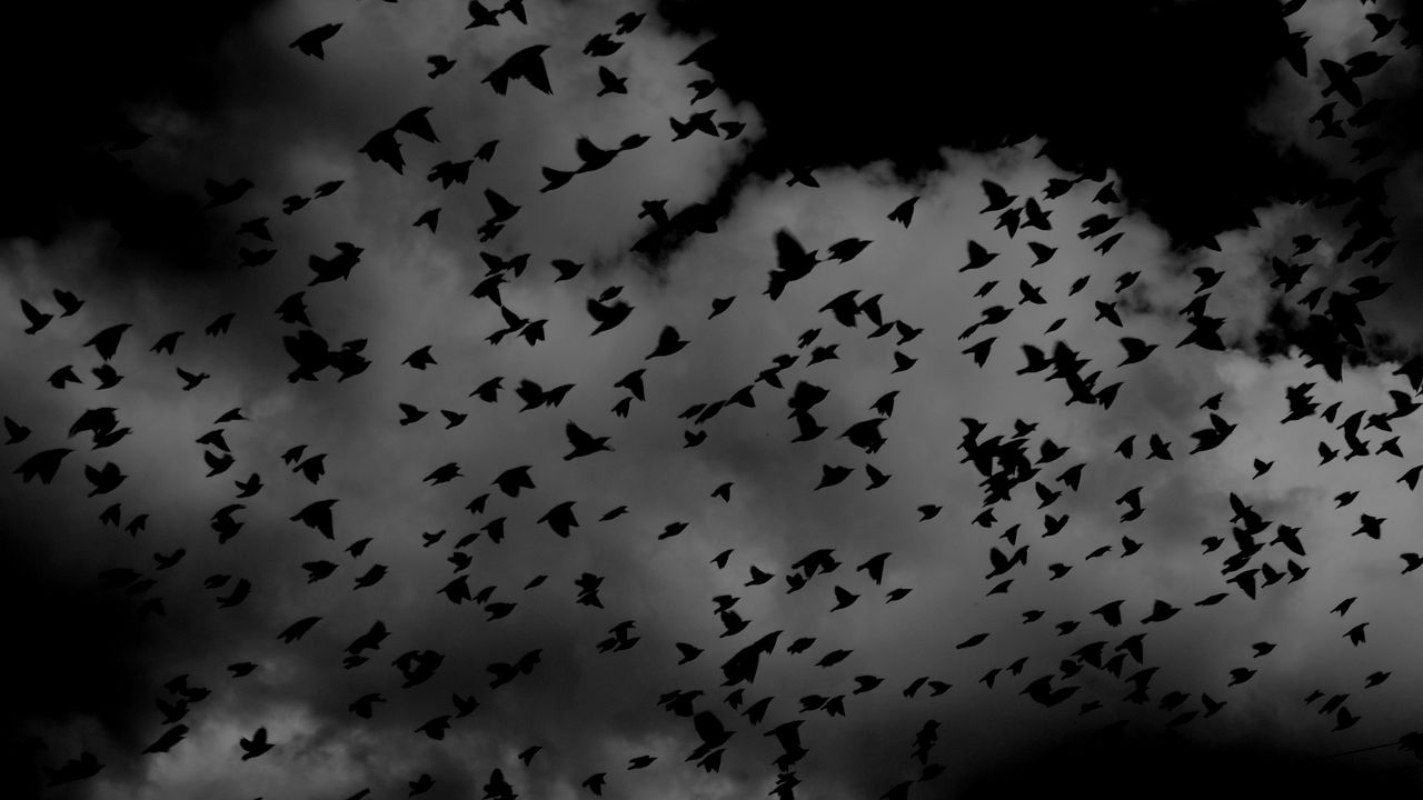 Wallpaper birds, flock, dark, clouds, sky