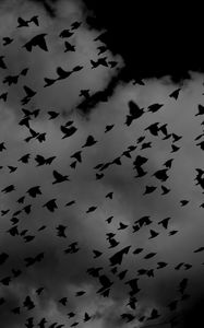 Preview wallpaper birds, flock, dark, clouds, sky