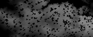 Preview wallpaper birds, flock, dark, clouds, sky
