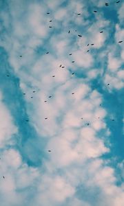 Preview wallpaper birds, flock, sky, clouds