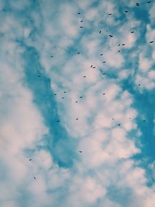 Preview wallpaper birds, flock, sky, clouds