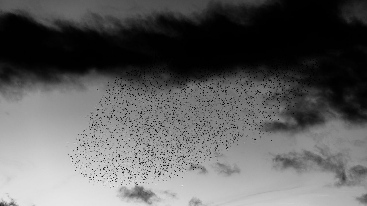 Wallpaper birds, flock, sky, clouds, black and white